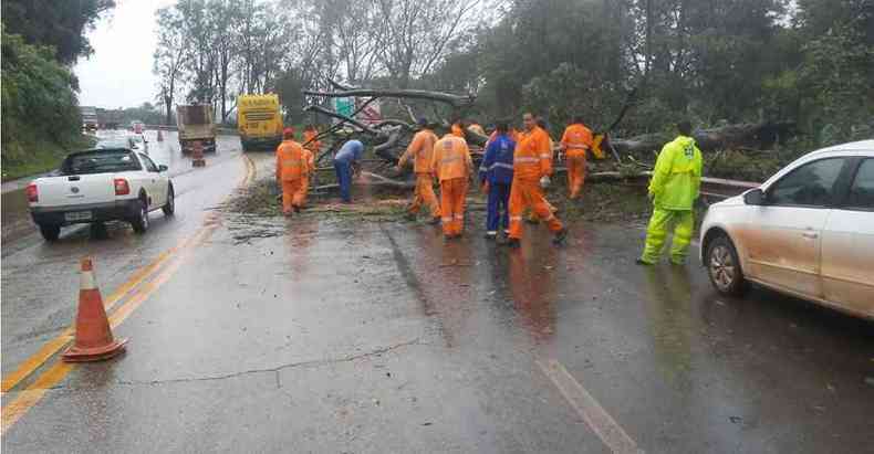 Na BR-040, em Congonhas, uma rvore caiu e a pista teve que ser interditada at sua retirada(foto: Via 040/Divulgao)