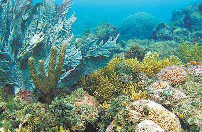 Os cientistas vão investigar agora se a substância poderosa que ataca a bactéria é exclusivamente do coral orelha-de-elefante (Phyllogorgia dilatata)(foto: PROJETO CORAL VIVO/ DIVULGAÇÃO)