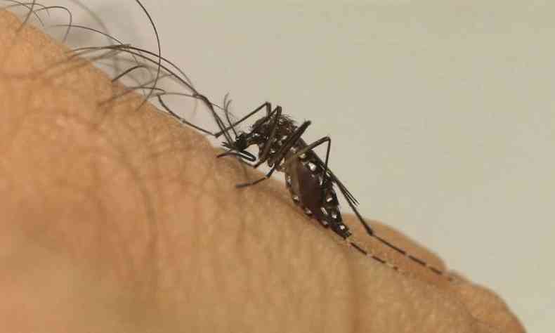 Nmero de casos de dengue transmitidos pelo mosquito Aedes aegypti diminuiu o ritmo em Minas, mas estado segue com crescimento de mortes preocupante(foto: Fiocruz/Divulgao)