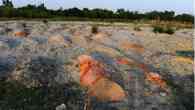 Covid-19 na Índia: rio Ganges vira 'cemitério' com corpos flutuantes ou enterrados às margens