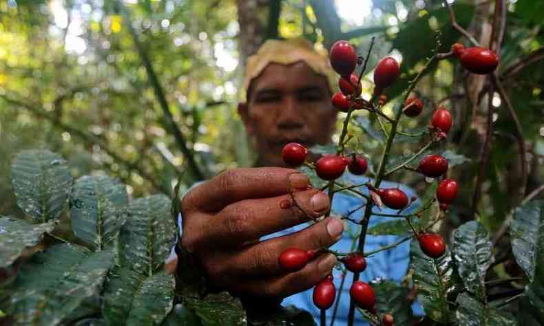 Indgena colhe semente de espcie de caf para fabricar bebida cujas propriedades, acredita, atacam os sintomas de coronavrus(foto: Ricardo OLIVEIRA / AFP)