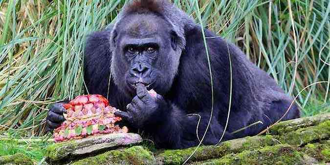 Gorila Zaire, uma das atraes do Zoo de Londres, ganhou um bolo de aniversrio(foto: AFP Photo/ London Zoo)