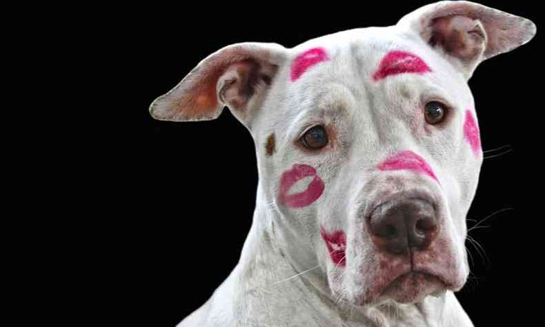 Quem testar cosméticos em animais em Minas a partir de agora pode ser punido(foto: Pixabay / Urban Dog / Mario Pavlica)