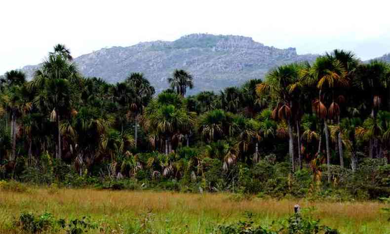 Parque Estadual de Botumirim vai ocupar rea prevista de 36.188 hectares(foto: Manoel Freitas/Divulgao )