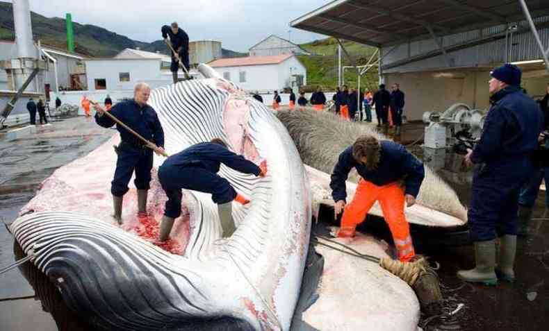 Baleeiros abrindo uma baleia-comum de 35 toneladas na Islndia em 19 de junho de 2009 (foto: AFP / HALLDOR KOLBEINS )