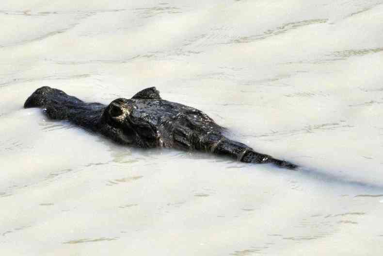 Crocodilo nadando em rio