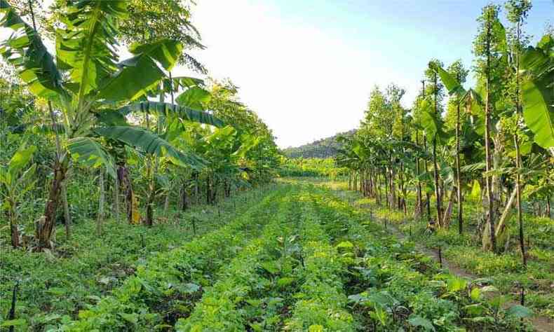 A Agrofloresta  uma tcnica que parte do princpio do respeito  biodiversidade do terreno(foto: Fazenda Vista Alegre/Divulgao)