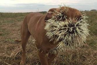 (foto: The Sun / Reprodu��o)