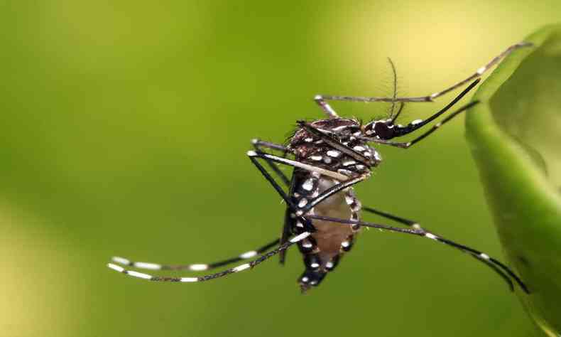 Mosquito aedes aegypti