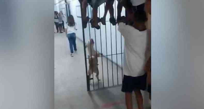 Pitbull atacando crianas em escola no Rio de Janeiro
