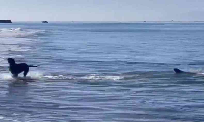 Cachorro e foca no mar em foto tirada do vdeo