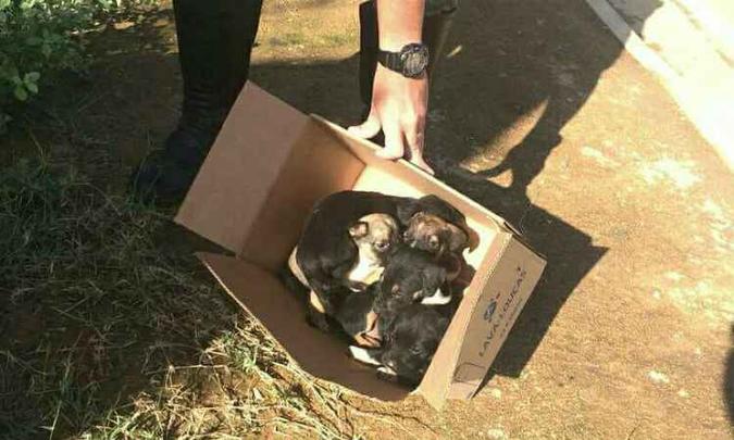 Animais foram recolhidos e encaminhados para o Centro de Zoonoses da cidade(foto: Polícia Militar do Meio Ambiente/Divulgação) Animais foram recolhidos e encaminhados para o Centro de Zoonoses da cidade(foto: Polícia Militar do Meio Ambiente/Divulgação)