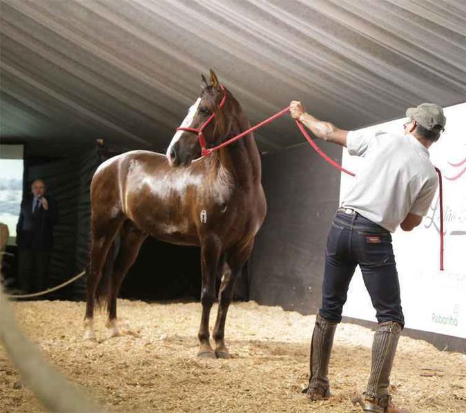 Cavalo Mangalarga Marchador é apresentado aos interesses em fazer ofertas para a compra do exemplar(foto: Renato Aguiar/Divulgação ABCCMM) Cavalo Mangalarga Marchador é apresentado aos interesses em fazer ofertas para a compra do exemplar(foto: Renato Aguiar/Divulgação ABCCMM)