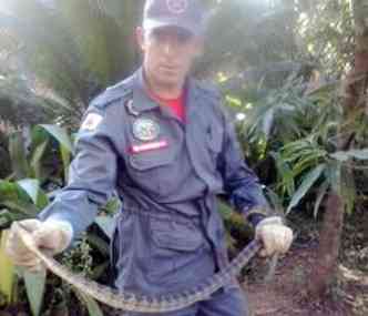 Em Montes Claros, moradores de uma casa encontraram um cobra no quintal(foto: Corpo de Bombeiros/Divulgao)