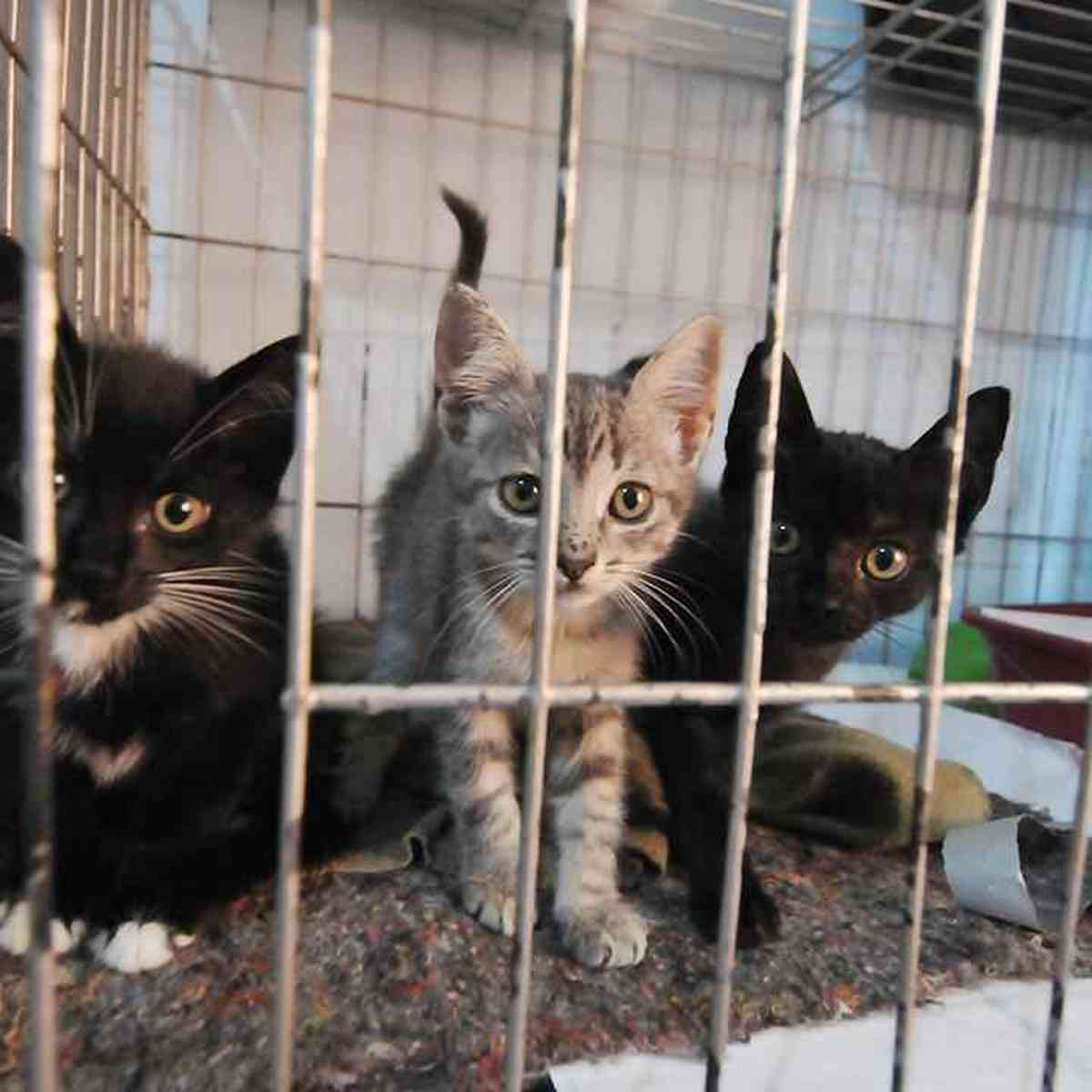 Casa abandonada e lotada de gatos vira problema para moradores do