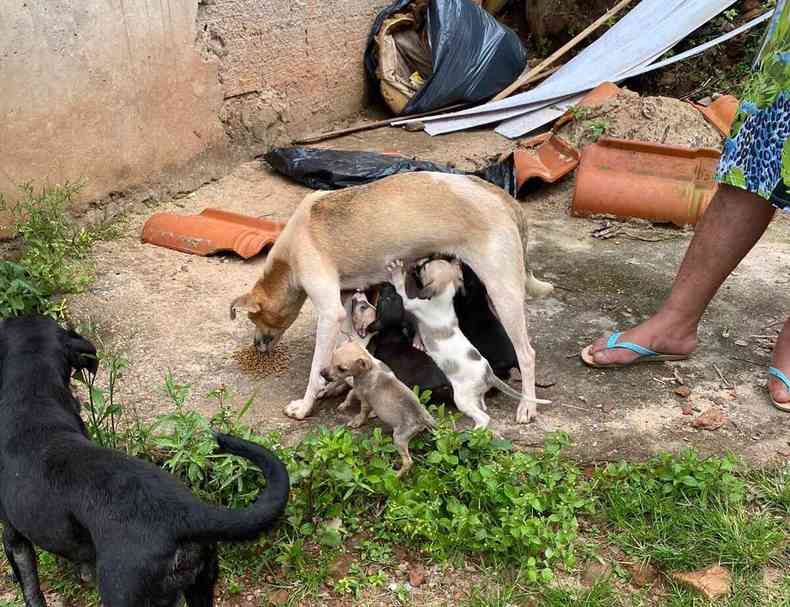 Filhoes mamam em cadela em terreno de casa sob risco de desabamento em Ouro Preto