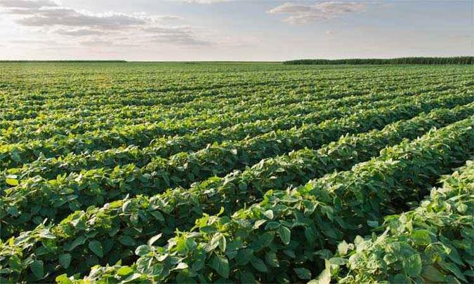 O Brasil tem ainda muito área disponível para aumentar a produção e apenas dois concorrentes significativos, os Estados Unidos e a Argentina(foto: Advanta/Divulgação - 1/10/15) O Brasil tem ainda muito área disponível para aumentar a produção e apenas dois concorrentes significativos, os Estados Unidos e a Argentina(foto: Advanta/Divulgação - 1/10/15)
