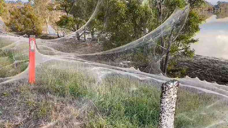 Uma teia cobre a vegetao perto de uma cidade australiana atingida por fortes chuvas(foto: CAROLYN CROSSLEY)