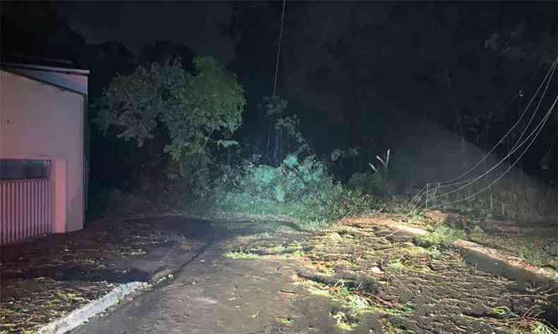 Queda de rvore danificou a rede eltrica em Ouro Branco(foto: Reproduo da internet/WhatsApp)