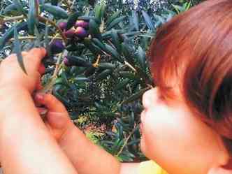 O pequeno Otto Diniz Chen colhe e experimenta a azeitona no olival do av, Carlos Diniz(foto: Arquivo Pessoal )