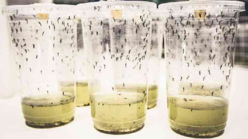 Método tem grande potencial contra outras doenças transmitidas pelo mosquito, como zika, febre amarela e febre chicungunha(foto: World Mosquito Programme)