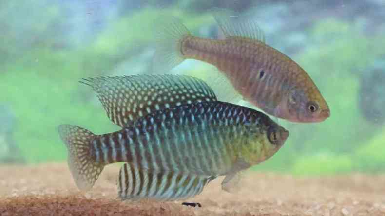 O peixe descoberto mede cerca de cinco centmetros e apresenta um nmero maior de raios na nadadeira dorsal e de listras no corpo, alm de uma colorao azul metlica, diferente dos parentes