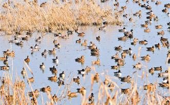 P�ssaros migrat�rios na �ndia: o La Ni�a aumenta o contato entre as aves, favorecendo a mistura de variantes de v�rus(foto: ROUF BHAT/AFP - 12/12/10)