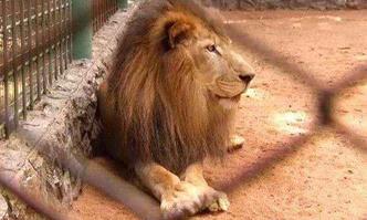 O leão faleceu aos 19 anos no Zoológico de Uberlândia (foto: TV Vitoriosa / Divulgação) O leão faleceu aos 19 anos no Zoológico de Uberlândia (foto: TV Vitoriosa / Divulgação)