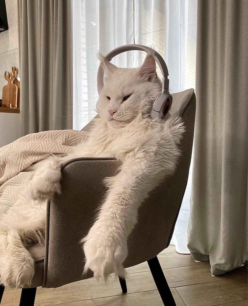 Gato Gigante Viraliza Ap s Mostrar Habilidades Na Internet 