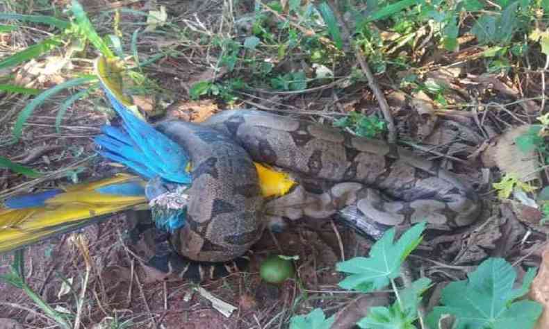 Em Ituiutaba, cobra foi capturada enquanto atacava uma arara da espcie Canind(foto: CBMMG/Divulgao)