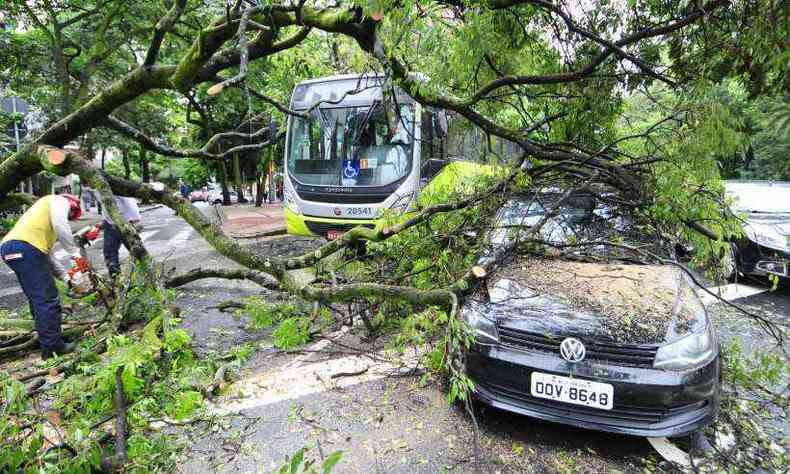 As quedas de rvores so comuns durante as tempestades e tambm causam danos(foto: Gladyston Rodrigues/EM/D.A Press)