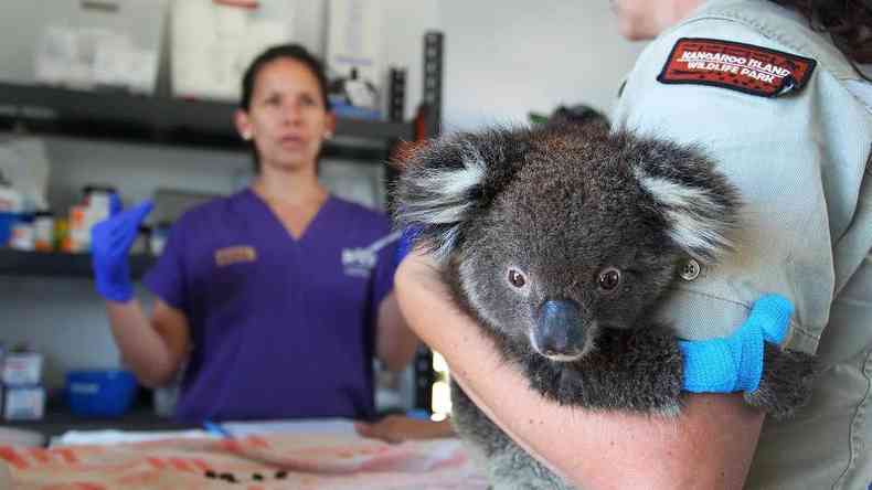 pesquisadores segurana coala