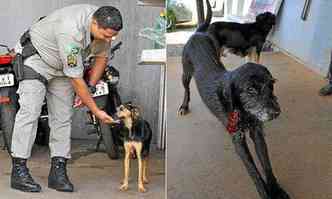 O sargento Santos e Flagrante: a cadela foi adotada com outros dois ces pelos policiais. BO (direita)  o macho do trio(foto: Breno Fortes/CB/D.A. Press)