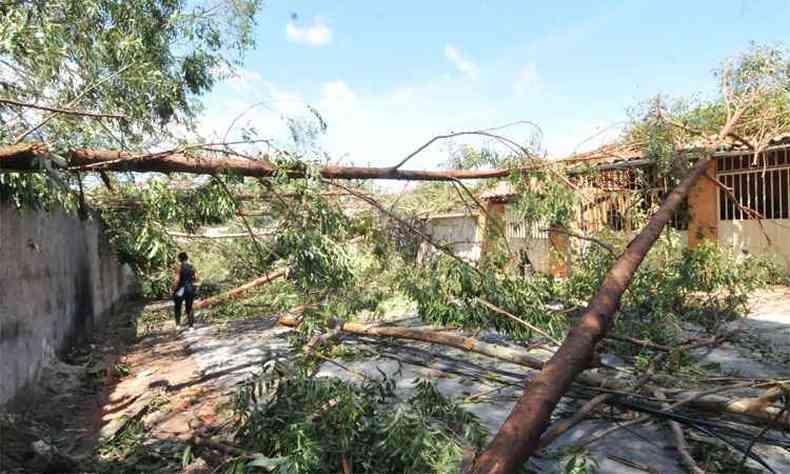 Em cidades como Ribeiro das Neves, vrias ruas amanheceram bloqueadas por troncos(foto: Jair Amaral/EM/DA Press)