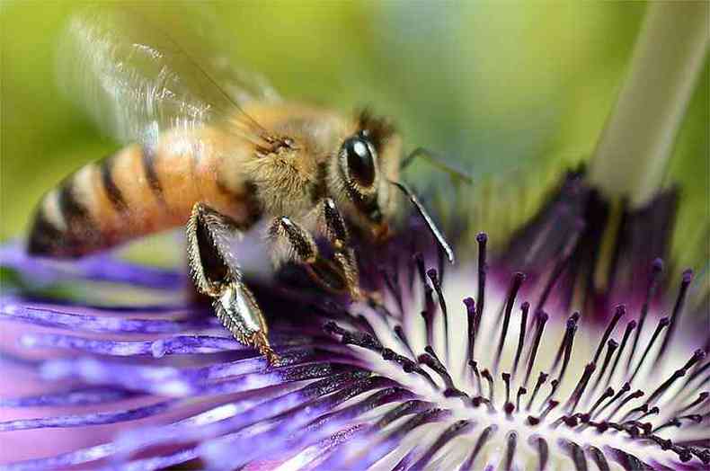 A ao humana causa uma srie de desequilbrios, prejudicando, por exemplo, a polinizao das abelhas (foto: AFP PHOTO / JOE KLAMAR )