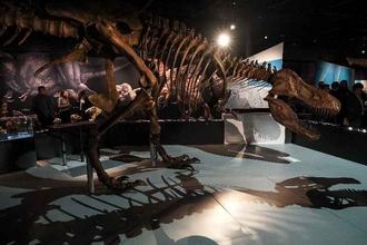 Exposição vai mostrar Tiranossauro rex em tamanho real