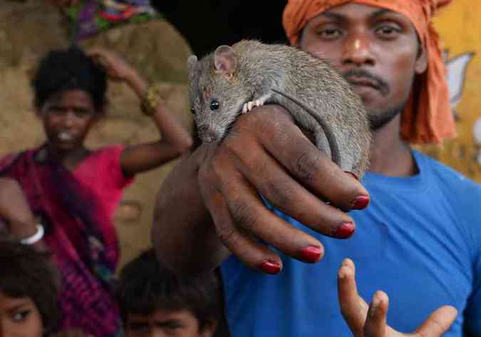Comedores de ratos: comunidade pobre da India sobrevive como podeSAJJAD HUSSAIN / AFP