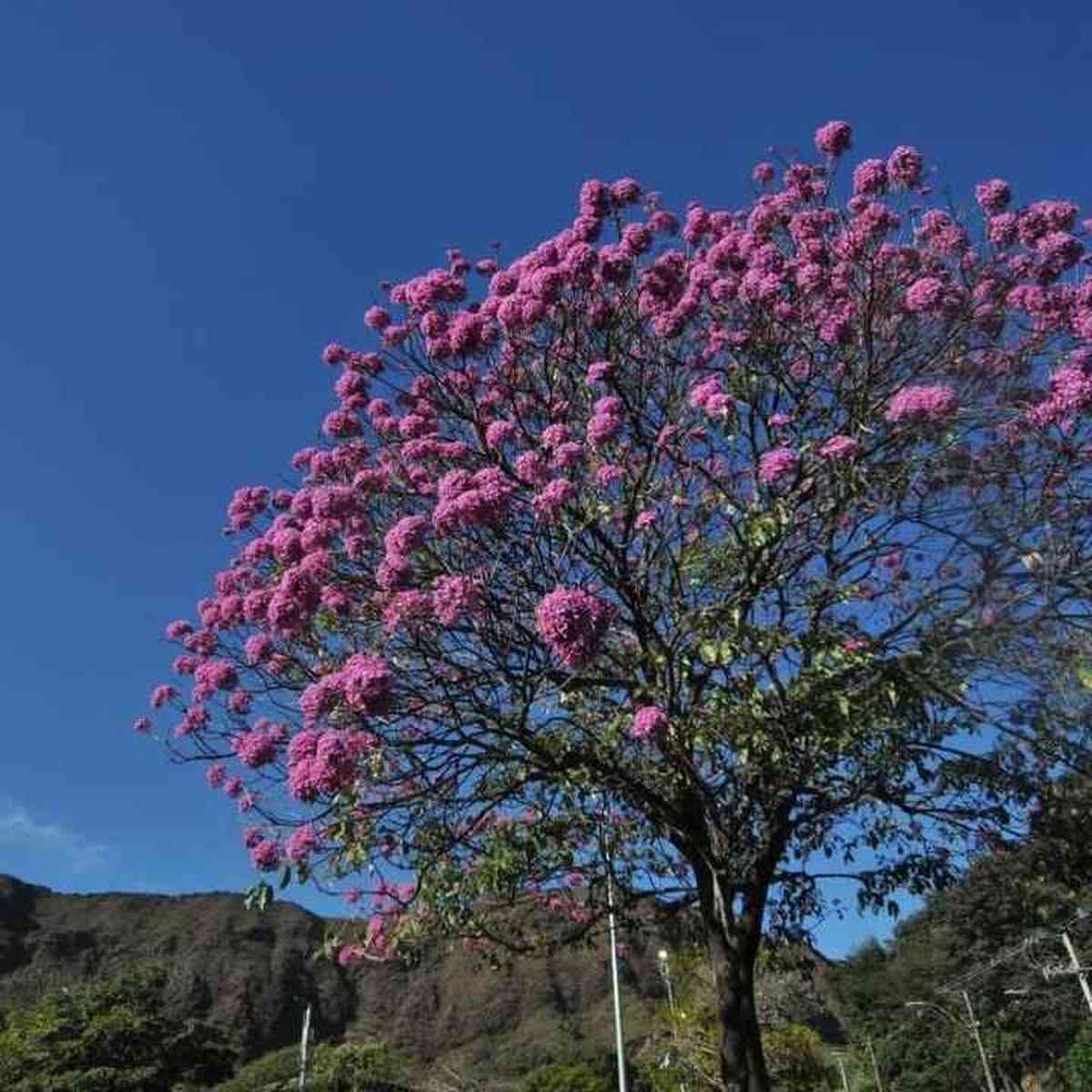 Ipê roxo 'colore' áreas próximas à Serra do Curral - Gerais - Estado de  Minas