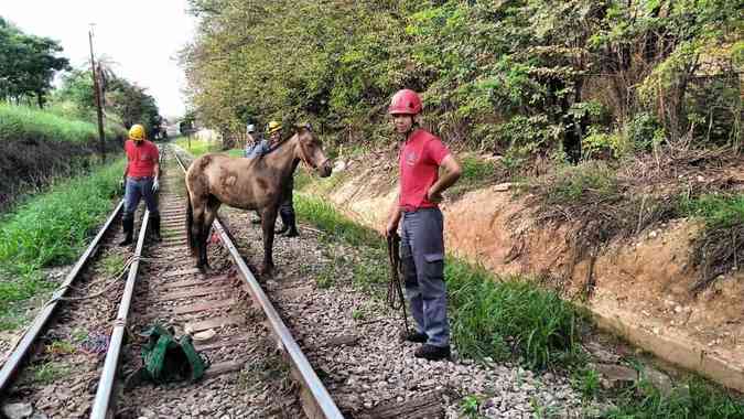 Cavalo cai em vala de ferrovia e  resgatado pelos bombeirosCorpo de Bombeiros/MG/Divulgao 