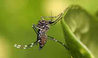 Mosquito Aedes aegypti  transmissor do zika vrus, que provoca microcefalia em bebs(foto: Wikimedia/Reproduo )