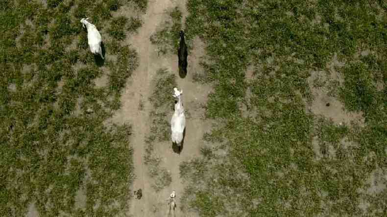 Pastagem nos arredores de Monte Negro (RO); h oito cabeas de gado para cada humano em Rondnia(foto: BBC)