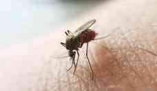 Malria: EUA acende alerta para casos locais da doena aps 20 anos