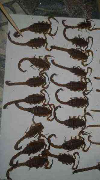 Os escorpies foram mortos pela moradora(foto: Claudia Gonalves/divulgao)