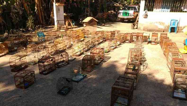 Foram encontrados no stio, em Ouro Preto, gaiolas com pintagol hbrido, trinca ferro, ti-sangue, pintassilgo, pretinho, bem- ti- vi e bico de pimenta(foto: Polcia Militar de Meio Ambiente/Divulgao)