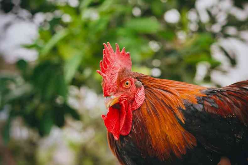 Galo foi furtado em quintal de residncia