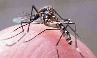 Mosquito Aedes aegypti transmite dengue, chikungunya e o zika vrus(foto: Rafael Neddermeyer/Fotos Pblicas )