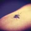 CTNBio aprova biossegurança de vacina contra a dengue