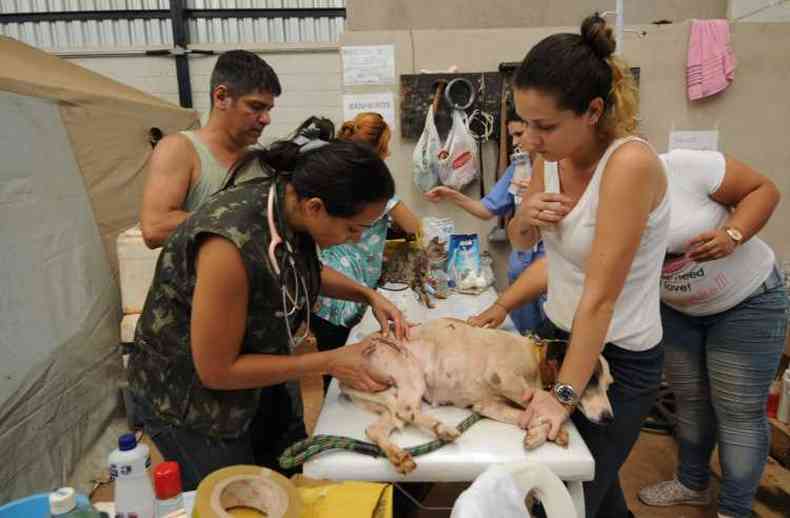 Cães e outros animais recebem atenção no centro de recuperação(foto: Jair Amaral/EM/D.A.Press)