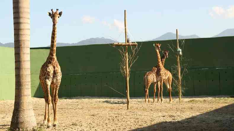 Trs girafas em espaco aberto