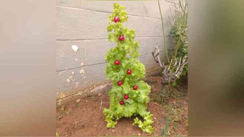 Um p de alface em uma horta com vrios enfeites de decorao natalino vermelho 